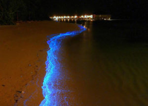 Mar de estrellas en la playa