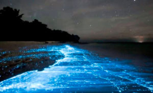 Mar de estrellas en la playa