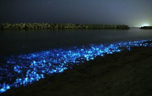 mar de estrellas en la playa