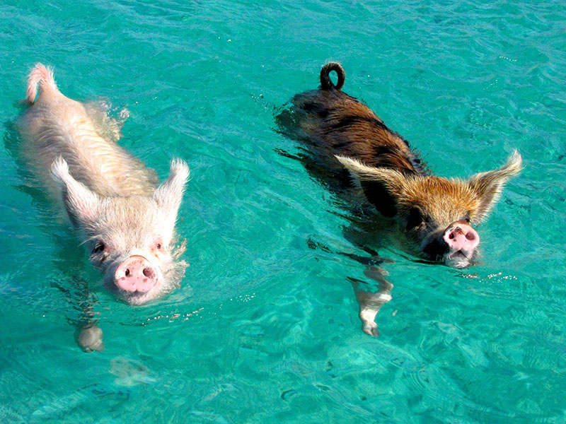 wild pigs that swim on the beaches en las playas