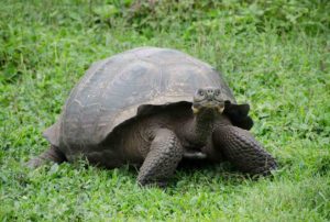 tortuga gigante en galapagos